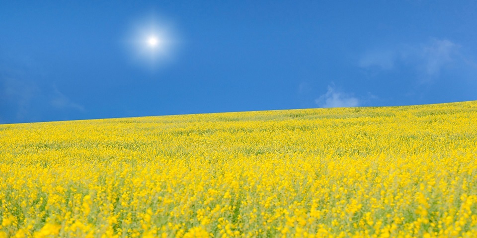 Få inspiration til din undervisning af nyankomne elever fra Ukraine